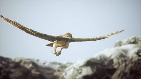 extreme-slow-motion-shot-of-eagle